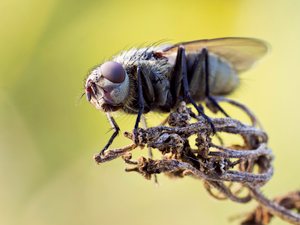 Herbst-Fliege