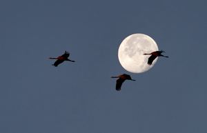 Moon-Cranes