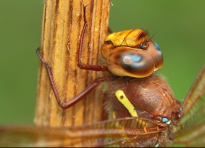 Ae. grandis  - etwas größer im Freilandporträt...