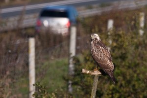 Mäusebussard