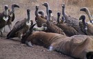 Geier im Tarangire Nationalpark in Tansania