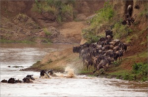 Mara River Crossing 1