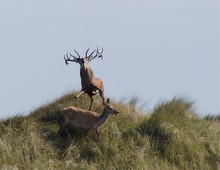 Der Platzhirsch wird ungeduldig