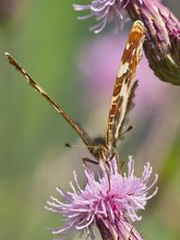 Mit ackermannschem Victory: Sommerlandkärtchen...