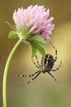 Die Schöne und das Biest ( Argiope bruennichi)