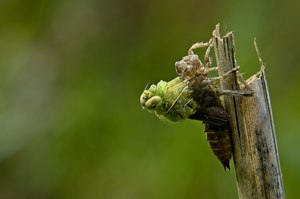 Orthetrum cancellatum - female