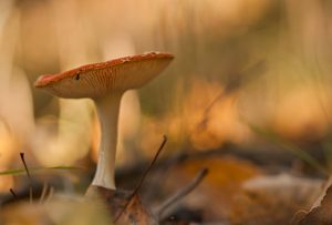 " Rotkäppchen" im goldenen Oktober