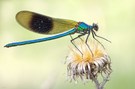 Gebänderte Prachtlibelle (Calopteryx splendens)