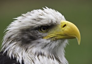 Weißkopfseeadler