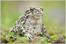 Wechselkröte (Bufo viridis)