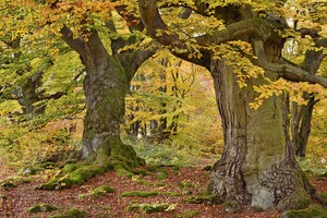 Herbst im Hutewald