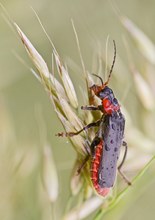 Teilamputierter Soldat (enkäfer )...