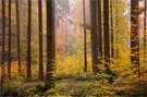 Herbstlicher Wald