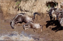 Mara River Crossing 2