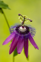 Passionsblume