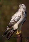 Weisser Buteo Buteo...