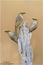 Gelbscheitel-Honigfresser (Lichenostomus ornatus) Yellow-plumed Honeyeater