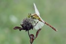 Sympetrum depressiusculum – Sumpf-Heidelibelle