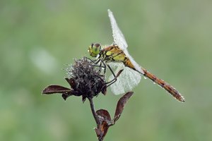 Sympetrum depressiusculum – Sumpf-Heidelibelle