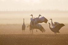 Kranichtanz im Morgendunst