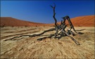 Dead Vlei5