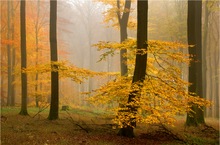 Im Herbstwald