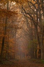 Herbstweg...