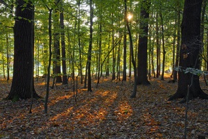 Herbstwald IIa