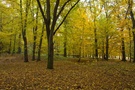 Herbstwald III