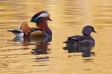 Mandarinentenpaar – Gemeinsam dem goldenen Herbst entgegen :-)