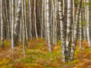 Birkenwald