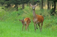 Hirschkuh mit Kalb