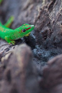 Madagaskar Taggecko | Phelsuma madagascariensis