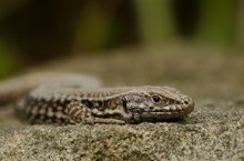Reptil des Jahres 2011: Die Mauereidechse