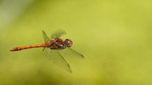 Sympetrum