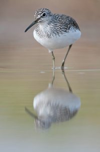 Waldwasserläufer (Tringa ochropus)