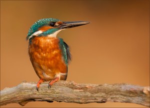 Mein Lieblingsvogel der Eisvogel