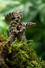 Teppichpython (Morelia spilota variegata) | Jungtier