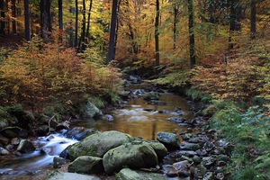 Herbst im Ilsetal