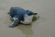 Strandgut - Kleiner blauer Schlumpf