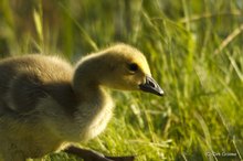 Kanadagans-Kueken im Emsdettener Venn - Branta canadensis