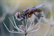 Ectophasia crassipennis