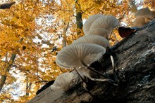Herbstwald
