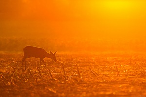 Reh im goldenen Meer