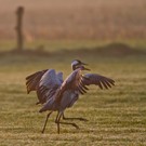 Synchronlauf von Kranichen im goldenen Morgenlicht