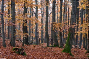 Buchenwald im Fichtelgebirge