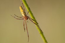 Streckerspinne