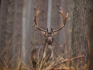 Dammhirsch in der Nachbrunft