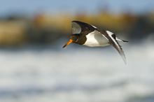 Strandpatrouille