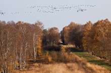 Gänsezug überm Rehdener Geestmoor